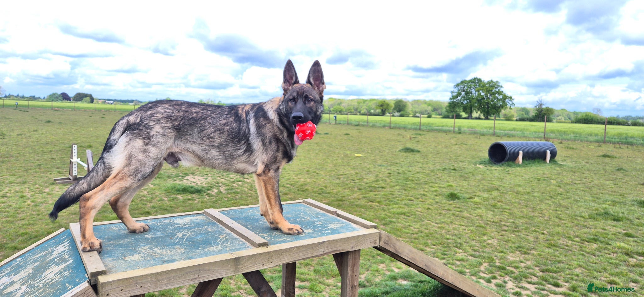 German Shepherd dogs for sale: Straight back German shepherd - Advert 4