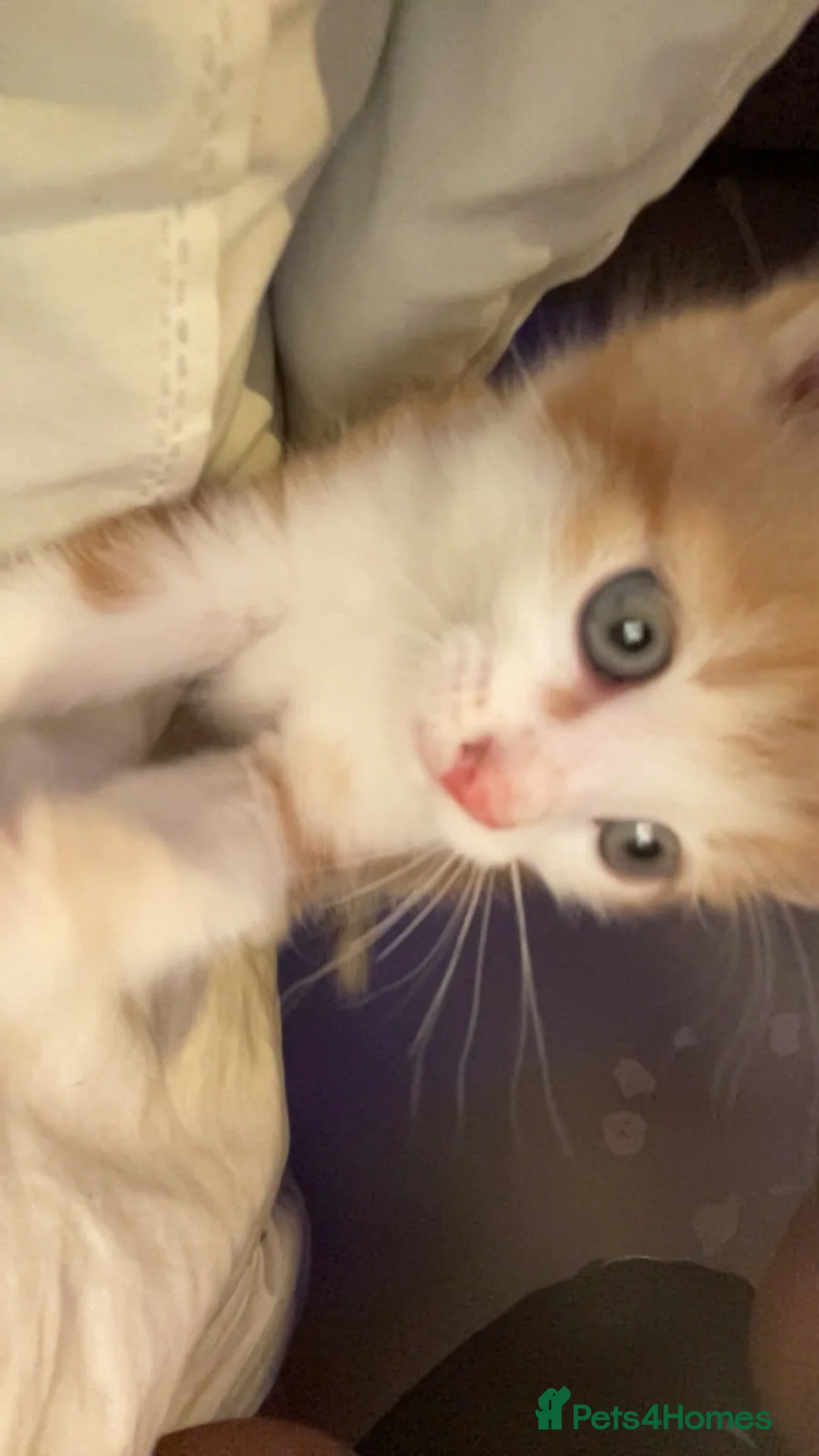 British Shorthair cats for sale: Ginger kitten in Birmingham - Advert 2