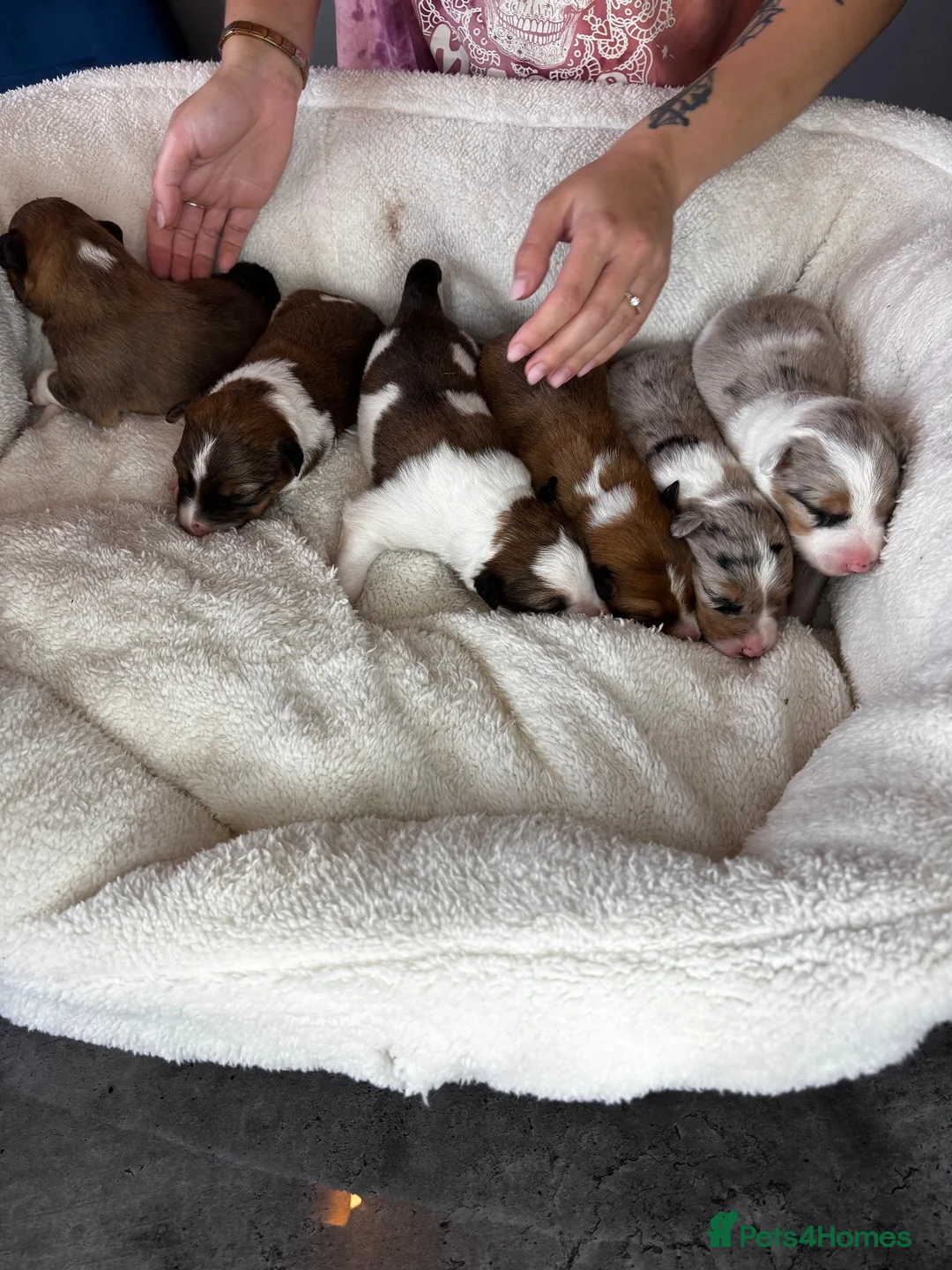 Border Collie dogs for sale: Stuuning border collie puppies for sale  in Ballymena - Advert 2