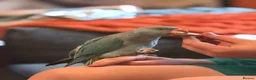 Ringnecks birds for sale: Female Indian ringneck  - Advert 1