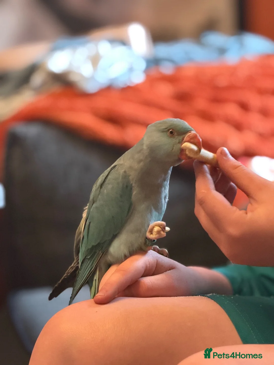 Ringnecks birds for sale: Female Indian ringneck  - Advert 1
