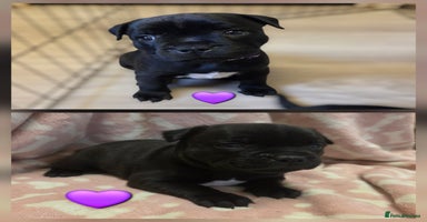 Staffordshire Bull Terrier dogs - Advert 3