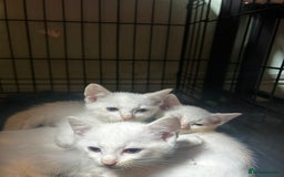 Domestic Shorthair cats for sale: Fluffy All white kittens  - Image 1