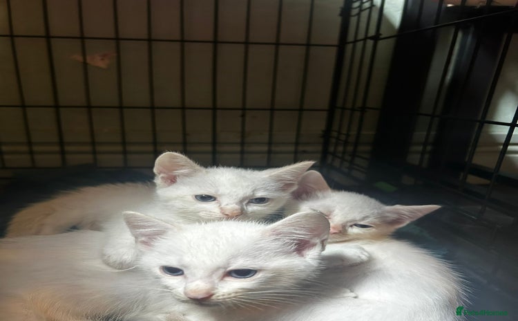 Domestic Shorthair cats - Advert 4