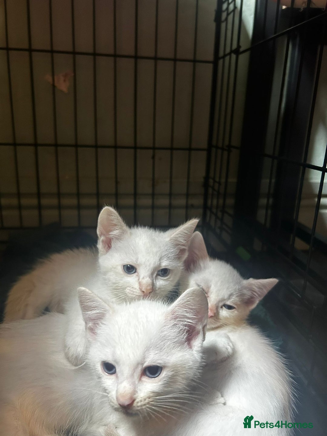 Domestic Shorthair cats for sale: Fluffy All white kittens  - Image 1