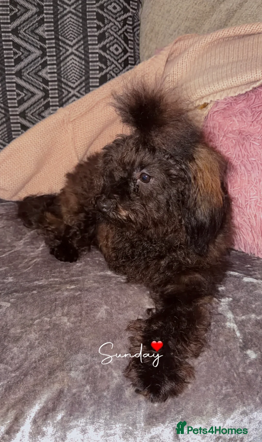 Toy Poodle dogs for sale: 🐾🐩⭐️ASIAN TOY POODLE⭐️ 🐩🐾 - Advert 3