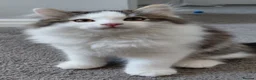 Siberian cats for sale: GCCF siberian brown tabby & white male kitten  - Advert 3