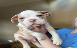 Mixed Breed dogs for sale: Blue blooded bulldogs Ready now  - Image 4