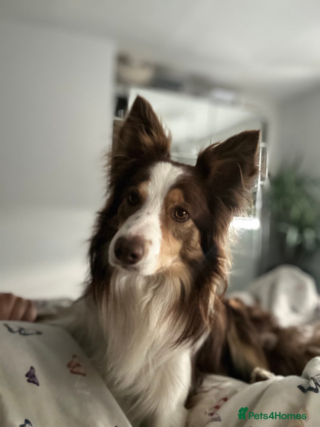 Border Collie dogs for stud: KC Border Collie for stud in Mansfield - Advert 4