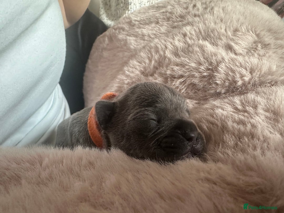 French Bulldog dogs for sale: French bulldog pups for sale  - Image 9