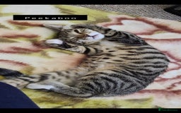 Mixed Breed cats for sale: Bengal kittens very healthy male femal - Image 14