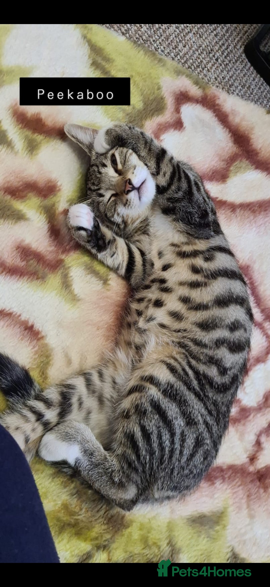 Mixed Breed cats for sale: Bengal kittens very healthy male femal - Image 14