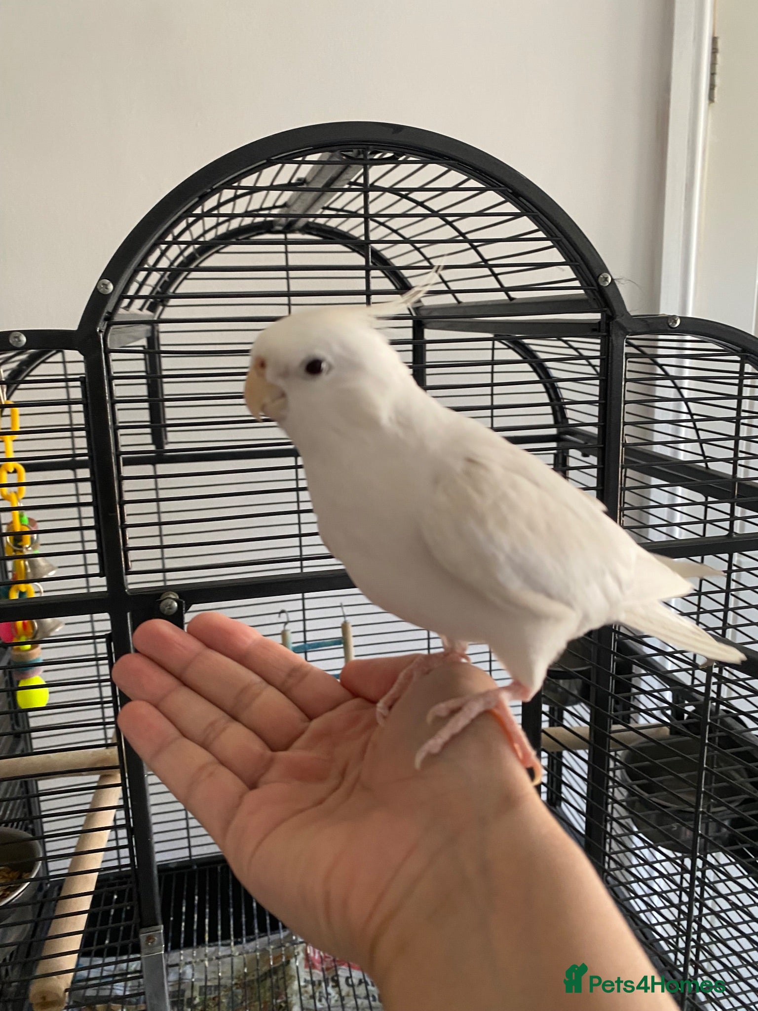 Cockatiels birds Albino cockatiel male  - Advert 1
