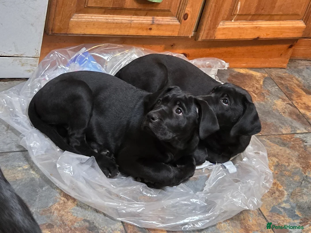 Mixed Breed dogs for sale: ONLY 3 LEFT - Corsodors - Labrador X Corso Puppies - Advert 2