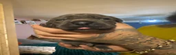 Cane Corso dogs for sale: Cane corso puppies  in Mansfield - Advert 5