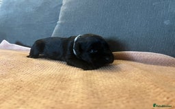 Mixed Breed dogs for sale: 3/4 lab 1/4 collie puppies  in Whitby - Image 14