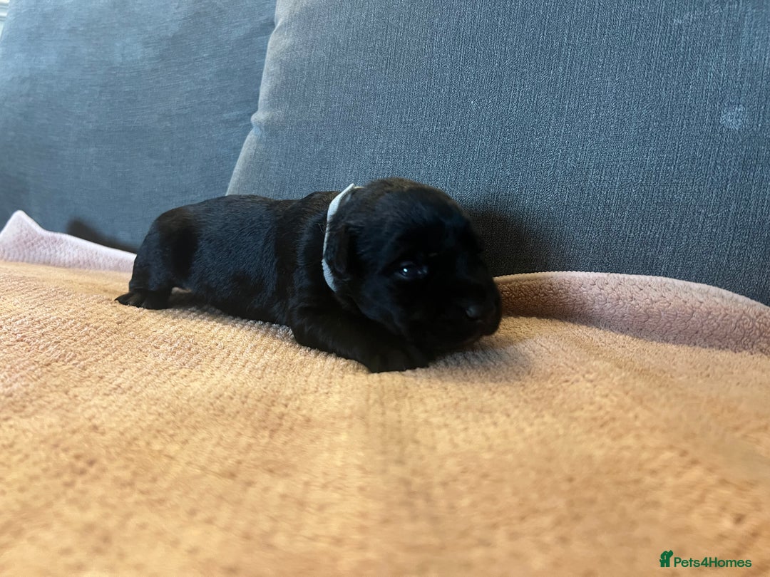 Mixed Breed dogs for sale: 3/4 lab 1/4 collie puppies  in Whitby - Image 14