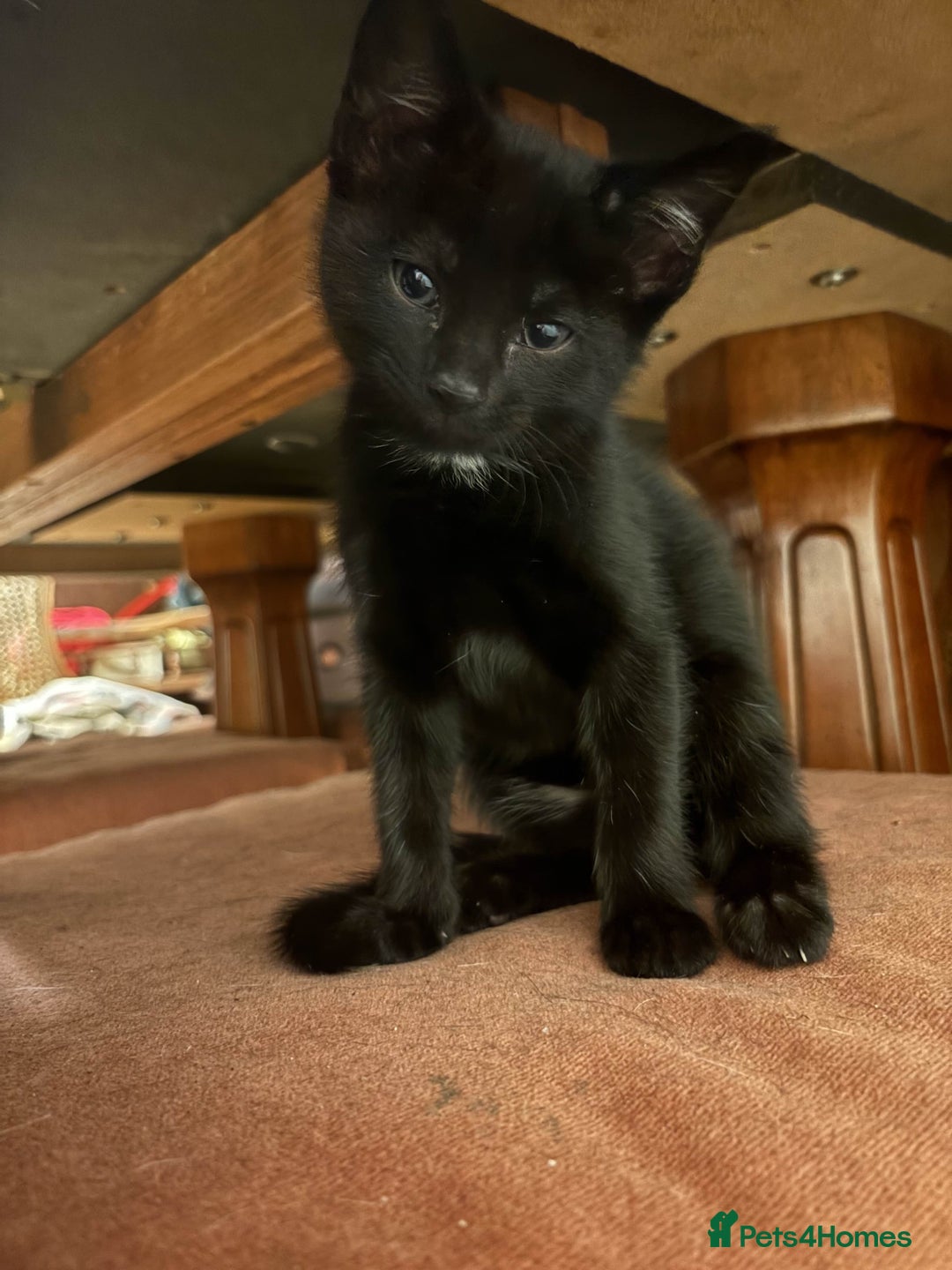 Mixed Breed cats for sale: 5 beautiful kittens - Advert 7