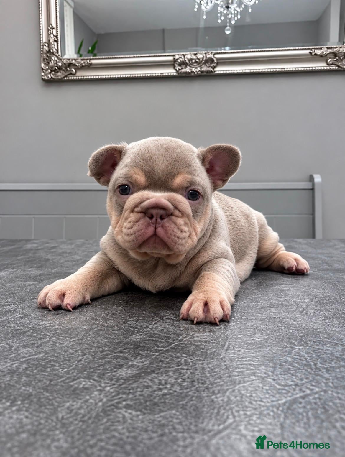French Bulldog dogs French bulldog puppies  - Advert 13