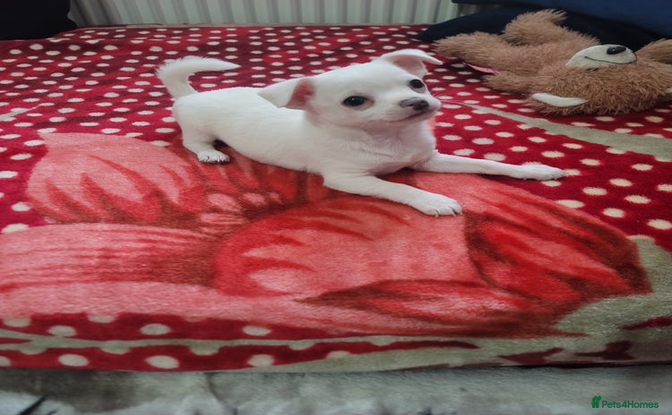 Chihuahua dogs - Advert 7