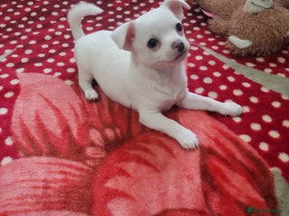 Chihuahua dogs - Advert 1