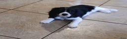 Cavalier King Charles Spaniel dogs for sale: Fully vaccinated Tri BOYS - Advert 5