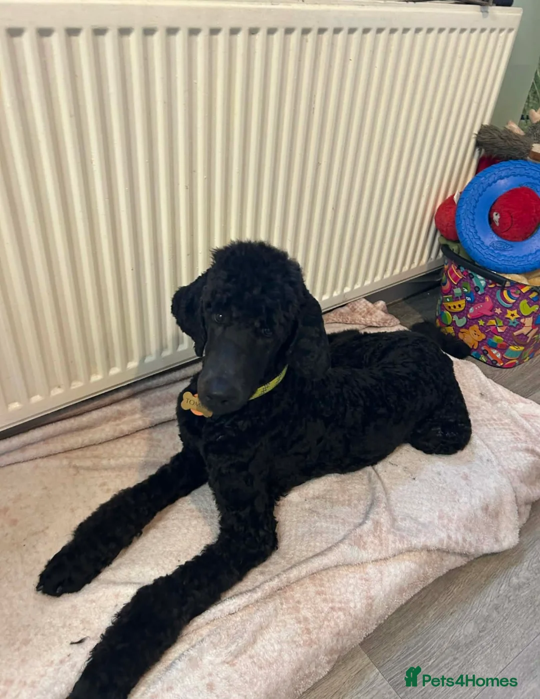 Standard Poodle dogs for sale: Standard poodle  in Chatteris - Advert 1