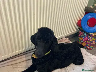 Standard Poodle dogs Standard poodle - Advert 1