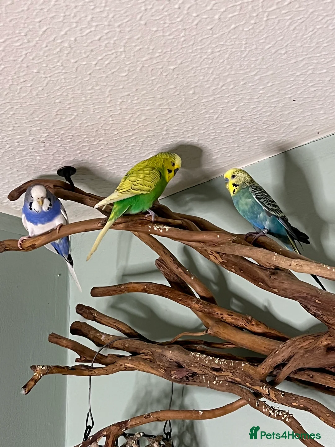 Budgerigars birds for sale: Budgies X 3, very healthy and playful,  - Advert 1