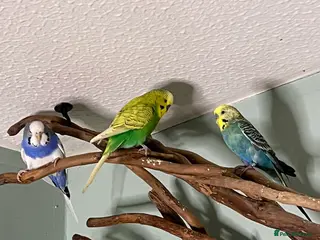 Budgerigars birds Budgies X 3, very healthy and playful, - Advert 7