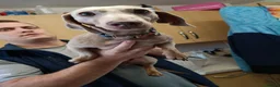 Miniature Dachshund dogs for adoption: STEFAN, a Superb S-H Sausage Boy for a Loving Home in Grantham - Advert 9