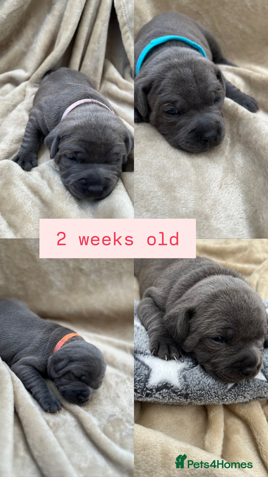 Staffordshire Bull Terrier dogs for sale: Orange Collar Puppy  - KC registered Blue ‘Bullscaff Pharaon’ Staffy Boy - Image 3