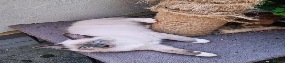 Ragdoll Kitten 1