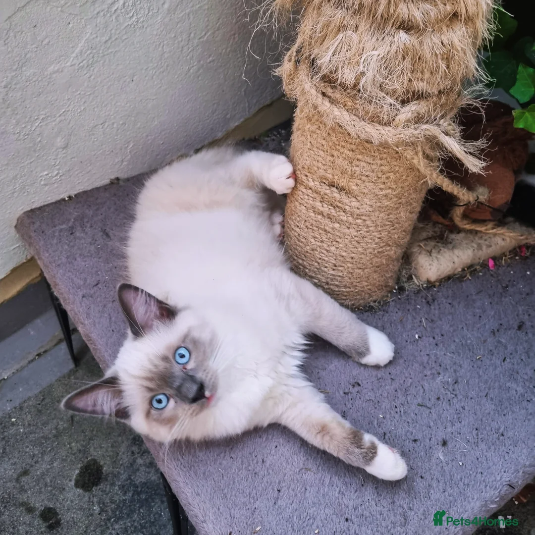 Ragdoll cats for sale: Ragdoll kittens  - Image 11