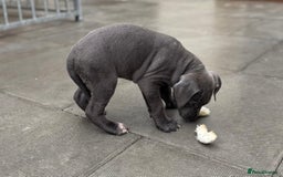 Cane Corso dogs for sale: Champion breed boodline cane corso  - Image 7