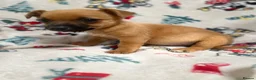 Mixed Breed dogs for sale: Jack Russell/ Yorkshire terrier puppy’s  in Pontypool - Advert 12