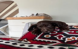 Cocker Spaniel dogs for sale: Liver Cocker Spaniel for sale  - Image 5