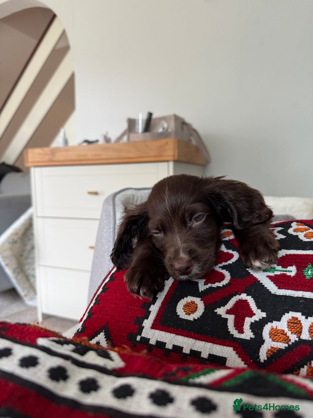 Cocker Spaniel dogs for sale: Liver Cocker Spaniel for sale  - Image 5