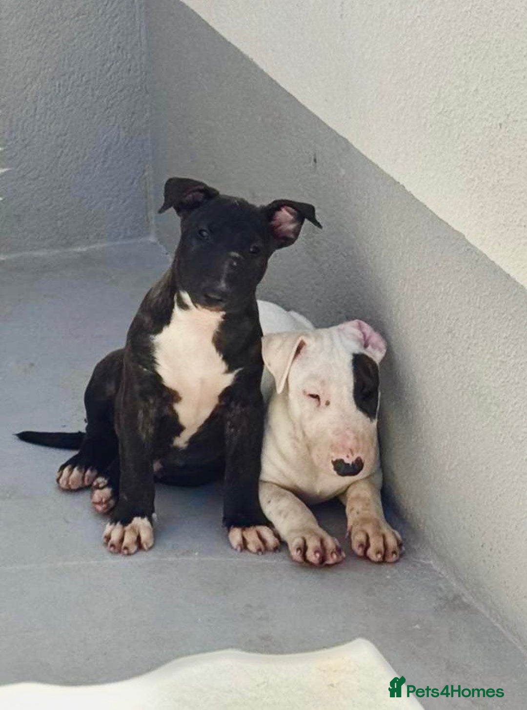 English Bull Terrier dogs for sale: Bull terrier puppies sired by uk champion  - Image 11