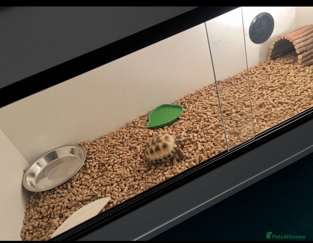 Tortoise reptiles for sale: Small Horse field Tortoise - Advert 1