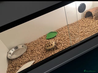 Tortoise reptiles Small Horse field Tortoise - Advert 1