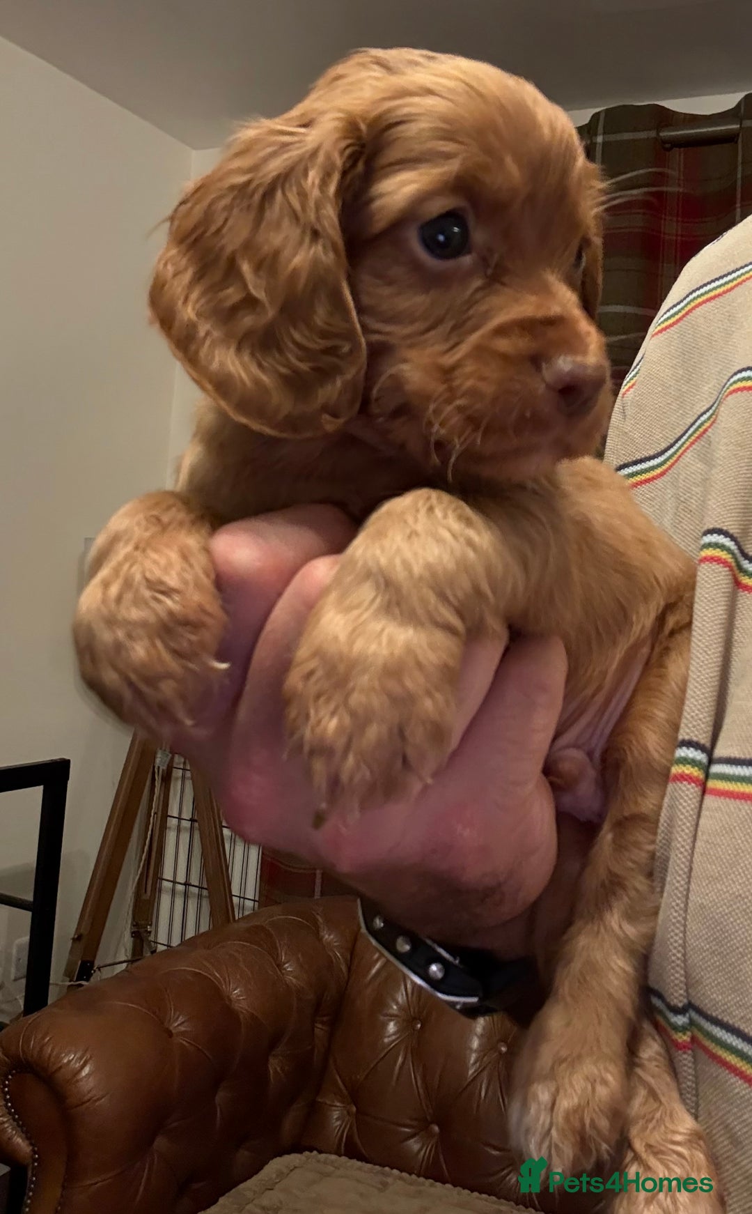 Cocker Spaniel dogs for sale: Stunning KC Reg Cocker Spaniels (working type) - Image 5