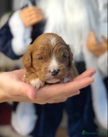 Cavapoo dogs Red F1 Cavapoo Ready to leave 20th December🐾🩵 - Advert 2