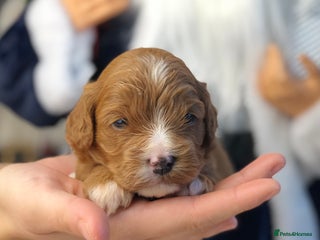 Cavapoo dogs Red F1 Cavapoo Ready to leave 20th December🐾🩵 - Advert 4