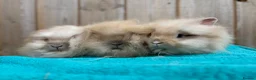 Mini Lop rabbits for sale: Lionhead Babies Ready to leave  - Advert 4