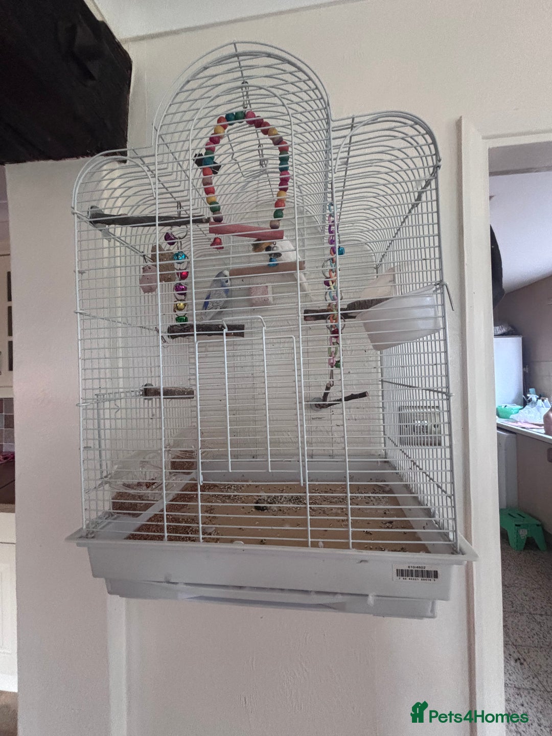 Budgerigars birds for sale: Male/female budgies - Advert 1