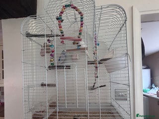 Budgerigars birds Male/female budgies - Advert 2