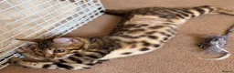 Bengal cats for sale: Female SBT Bengal kitten - Advert 5