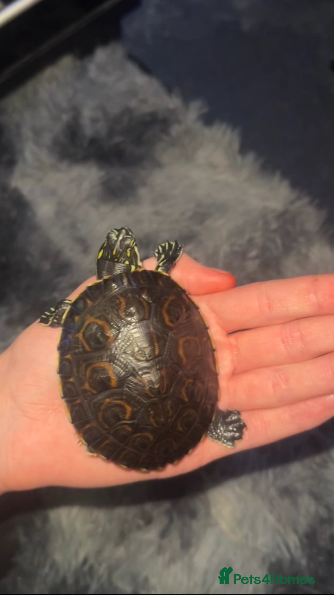 Turtle reptiles for sale: 2 River cooters  - Advert 2