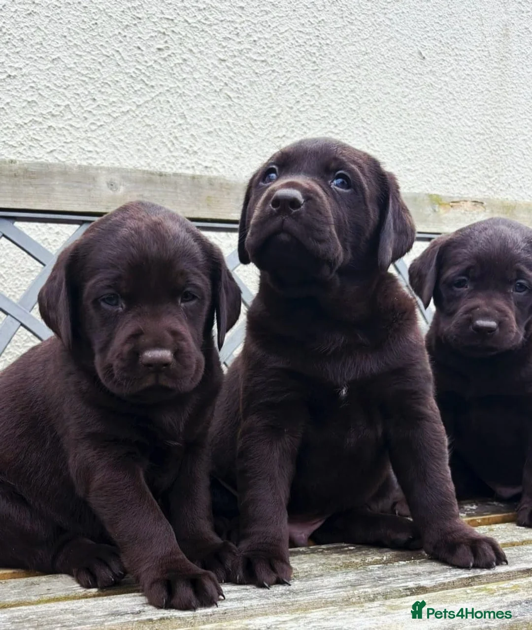 Labrador Retriever dogs for sale: Gorgeous Chocolate labrador puppies - Advert 2